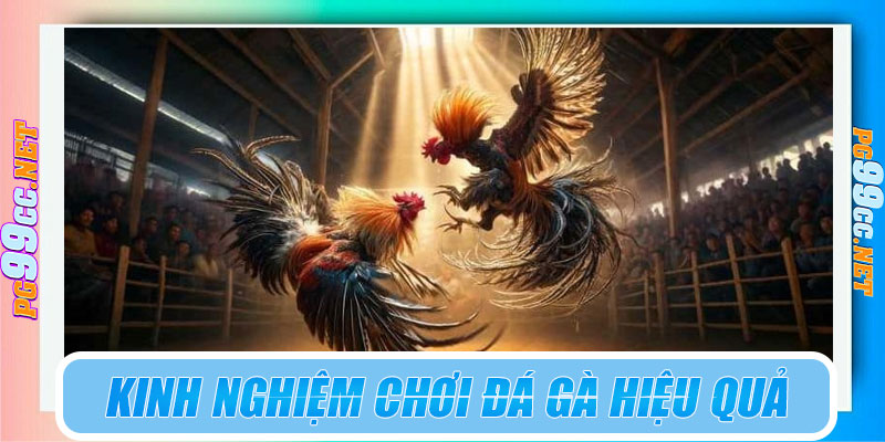 Kinh nghiệm chơi đá gà PG99 hiệu quả hơn